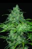 Wild Thailand Feminised - World of Seeds