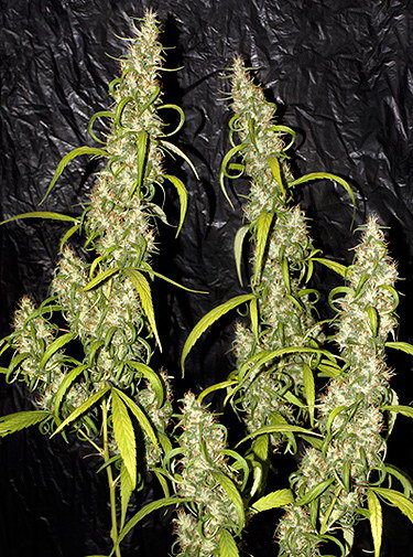 Neville'S Haze Regular Seeds - 18