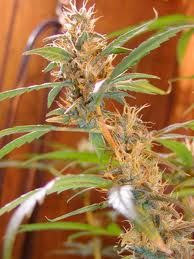 Afghan Haze Regular Seeds - 18