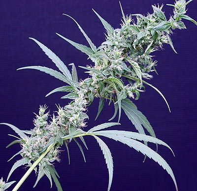 Neville'S Haze X Mango Regular Seeds - 18