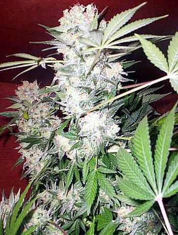 (Bild für) White Russian Regular Seeds - 11
