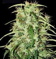 Skunk Haze Regular Seeds - 18