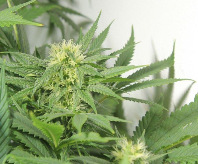 Nordle (Afghan Skunk) Regular Seeds - 18