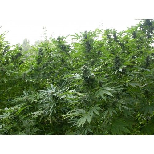 Biddy Early Regular Seeds - 11