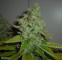 SFV OG Kush Feminised Seeds - 6