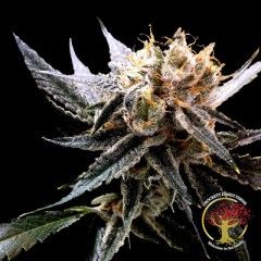Crockett'S Sour Tangie Regular Seeds - 12
