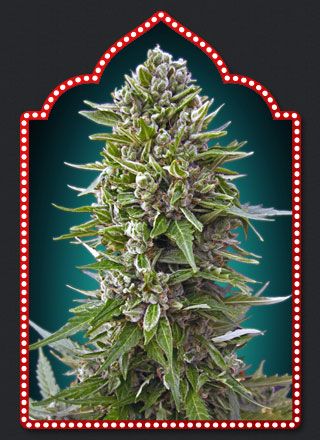Automatik Collection #2 Auto Feminised Seeds - 6