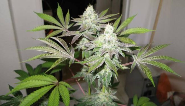 78 Feminised Seeds (Gold Collection) - 6
