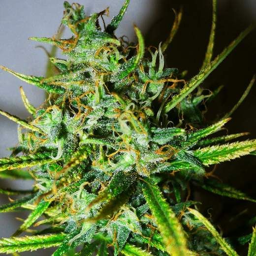 Top 44 Feminised Seeds - 5