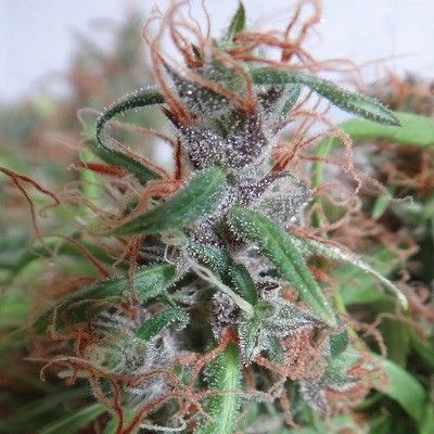 (Bild für) Honduras Regular Seeds - Breeders Pack - 30