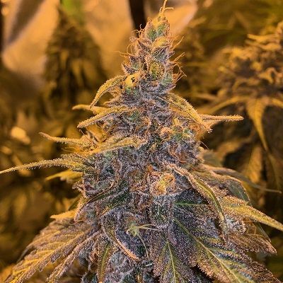 HashPlant Haze X Kali China Feminised Seeds - 5