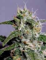 Cindy 99 Feminised Seeds