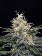 Chocolopez Feminised Seeds