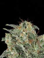 Kabrales Auto Feminised Seeds