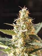 Cream Auto Feminised Seeds