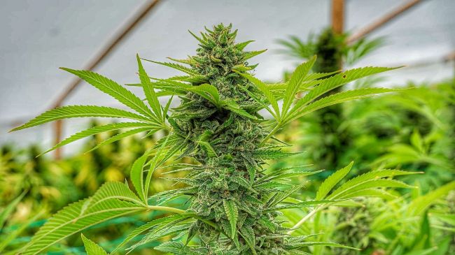 Clementine Slush Feminised Seeds