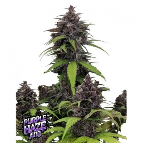 Purple Haze Auto Feminisiert Saatgut