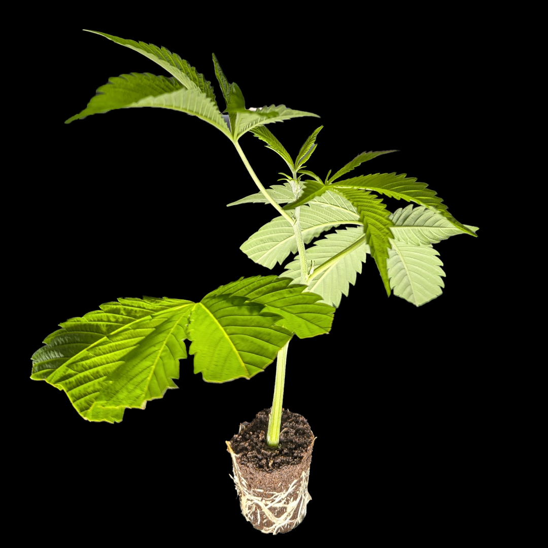 Candy Candy - Cookies Seedbank - DROP