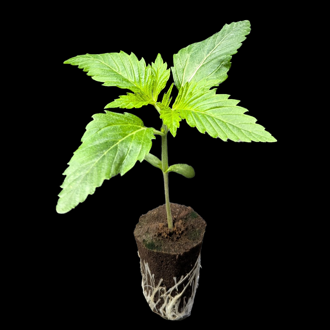 Sämlinge - Animal Cookies - Unknown