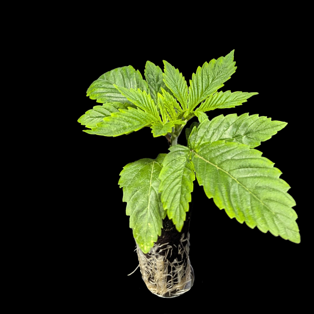 Automatic Sämlinge - Auto Girl Scout Cookies - 420 Fast Buds