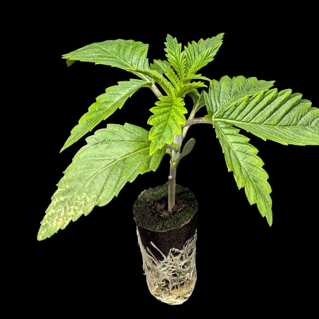 Automatic Sämlinge - Auto Cherry Pie - Royal Queen Seeds