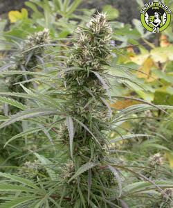 Ace Seeds - Congo - feminised Click image to close