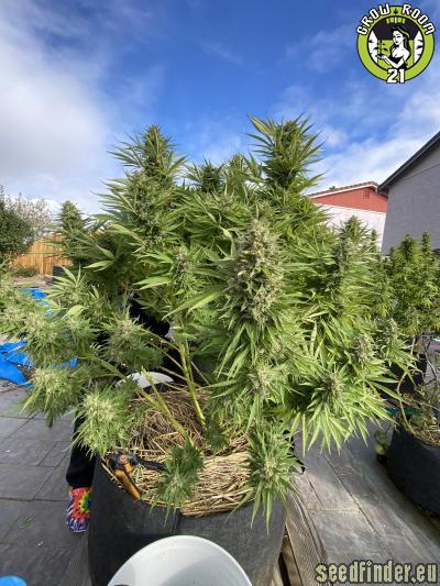 Ace Seeds - Golden Tiger - feminised Click image to close