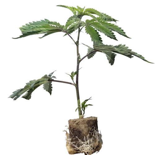 (Bild für) Hanfstecklinge Frozen Black Cherry – Anesia Seeds