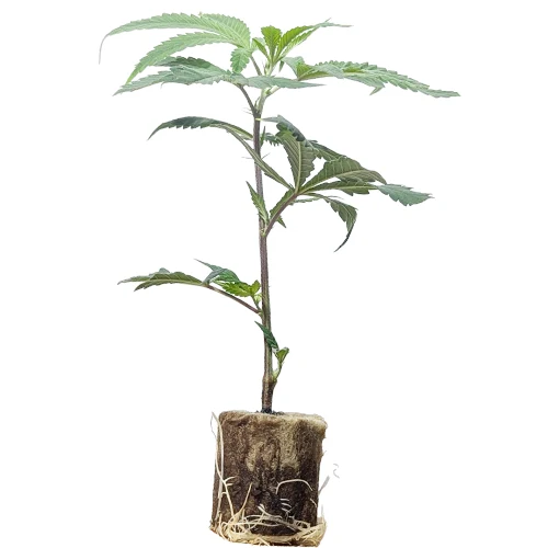 (Bild für) Hanfstecklinge Glueberry OG – Dutch Passion