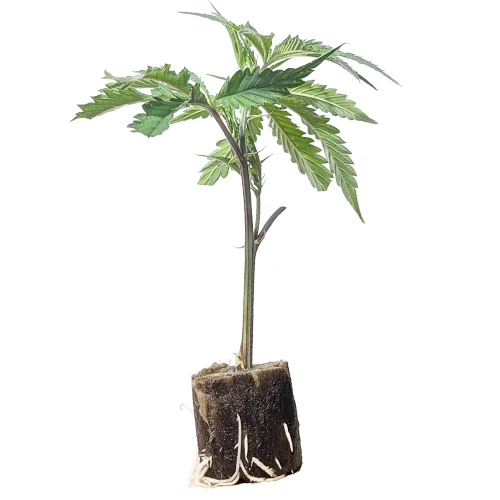(Bild für) Hanfstecklinge Amnesia Haze – Core Cut Only Strain