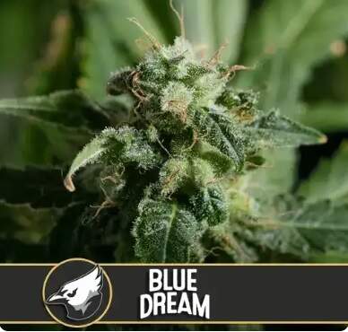 Blimburn Seeds - Blue Dream - feminisiert Bild zum Schließen anclicken