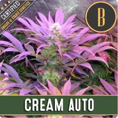 Blimburn Seeds - Auto Cream - feminisiert Bild zum Schließen anclicken