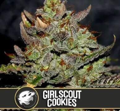 Blimburn Seeds - Girl Scout Cookies - feminised Click image to close