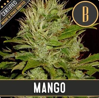 Blimburn Seeds - Mango - feminisiert Bild zum Schließen anclicken