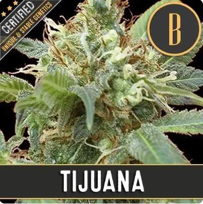 Blimburn Seeds - Tijuana - feminisiert Bild zum Schließen anclicken