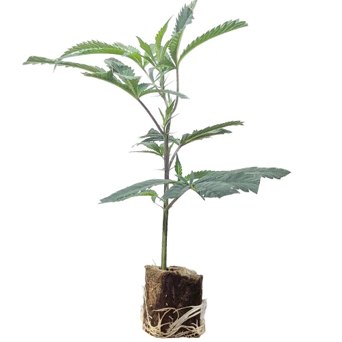 (Bild für) Hanfstecklinge Blue Dream – Humboldt Seeds