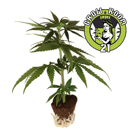 Blue Dream - Humboldt Seeds Bild zum Schließen anclicken