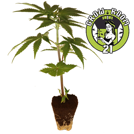 Bubba Kush 2.0 - Humboldt Seeds Click image to close