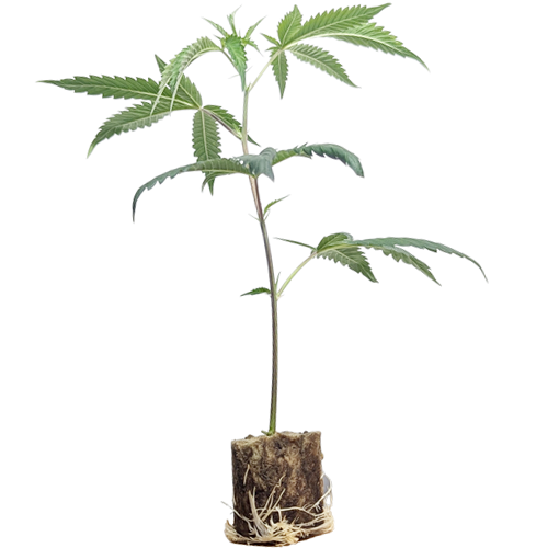 (image for)  Canalope Haze – DNA Genetics 