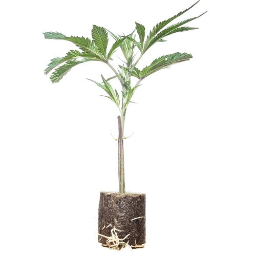 (Bild für) Hanfstecklinge Gorilla Sherbert F1 – Sweet Seeds