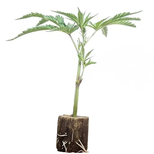 (Bild für) Hanfstecklinge Chronic – Serious Seeds