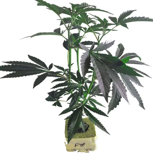 (Bild für) Cannabis Stecklinge Oracle Octane – Anesia Seeds