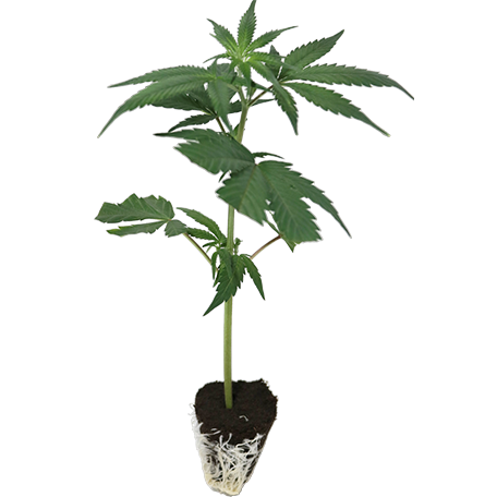 Klassische Hanfstecklinge kaufen – bewährte Cannabis-Stecklinge