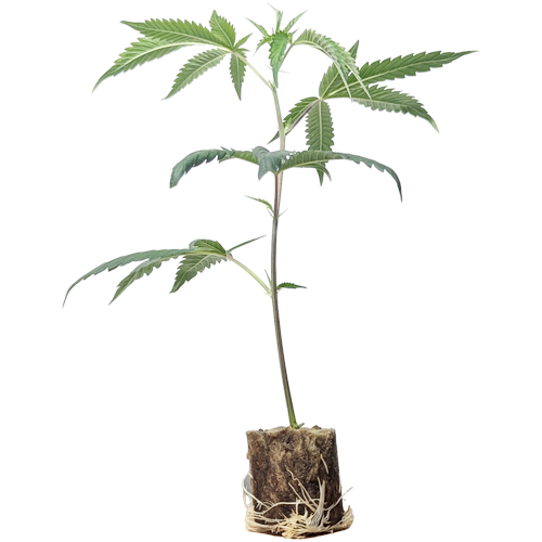 (Bild für) Hanfstecklinge Chemical Bride – Green House Seeds