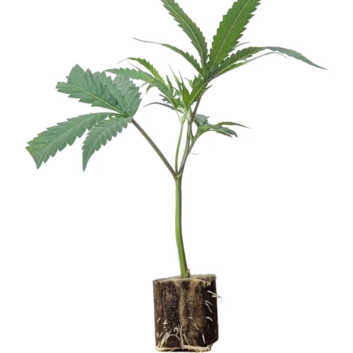 (Bild für) US-Kali Hanfstecklinge Bling Blaow – Compound Genetics