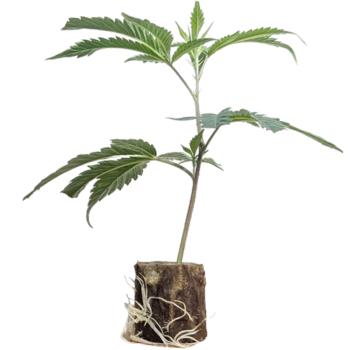 (Bild für)  Cookies & Cream - Exotic Genetix 