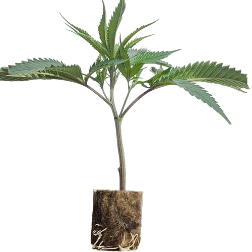 (Bild für) Hanfstecklinge Red Hot Cookies – Sweet Seeds