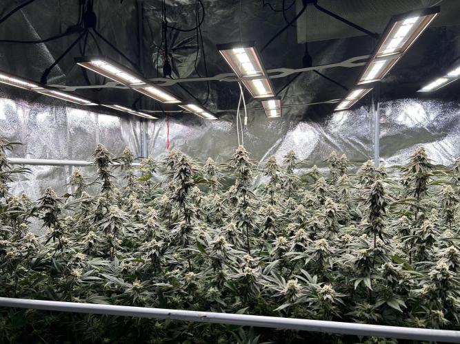 Crystal Cookies V2 – flowering stage