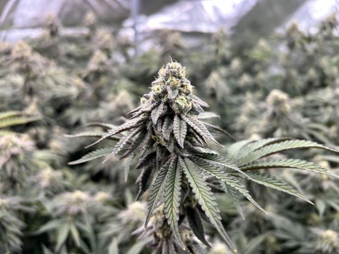 Crystal Cookies V2 – flowering stage