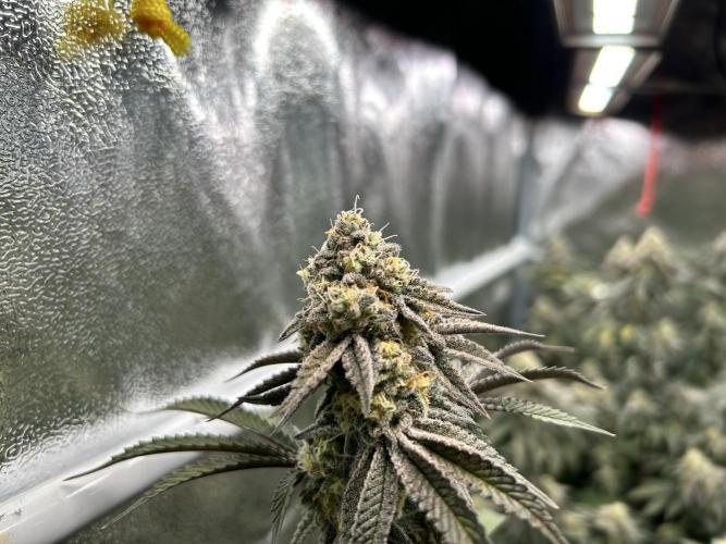 Crystal Cookies V2 – flowering stage